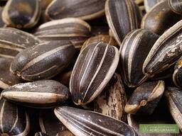 Закупаем кондитерскую семечку