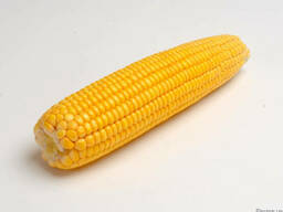 Закупаем кукурузу!