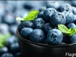 Закупаем лесные ягоды и грибы оптом.