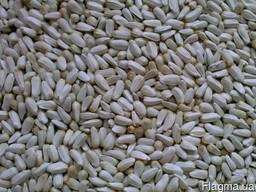 Закупаем сафлор. Самовывоз с места своим транспортом.