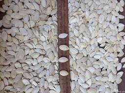 Закупаем семена тыквы в любых количествах