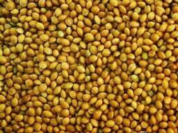 Закупаем зерновые