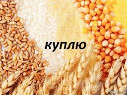 Закупаем зерновые отходы