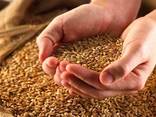 Закупает ячмень, соя, пшеница, кукуруза, семечка подсолнечни - фото 1