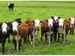 Закупаю бычков, телок, телят, жеребят, лошадей