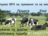 Закупівля худоби та нримання та на мясо беремо також проблемну худобу - фото 1