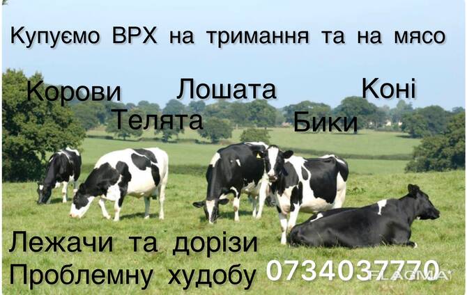 Закупівля худоби та нримання та на мясо беремо також проблемну худобу