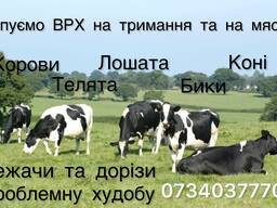 Закупівля худоби та нримання та на мясо беремо також проблемну худобу