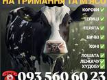 Закупівля врх корови бичкі телиці телята коні Житомирська область на тримання та мясо - фото 1