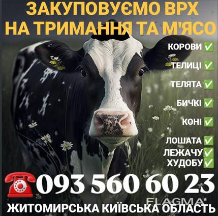 Закупівля врх корови бичкі телиці телята коні Житомирська область на тримання та мясо