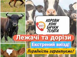 Закупівля ВРХ (корови, коні, бички, телята)