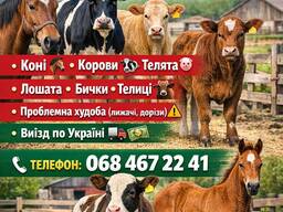ЗАКУПІВЛЯ ВРХ. Також беремо проблемну худобу ЛЕЖАЧИ Та Дорізи