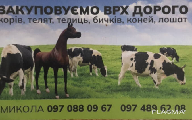 Закупивля худоби
