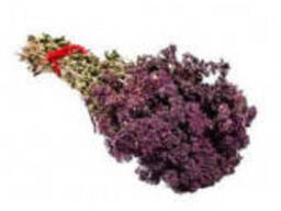 Куплю лікарські рослини