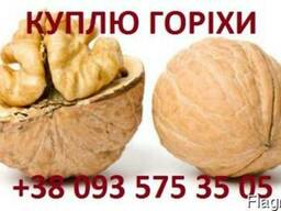 Закуповуємо горіх бойний, без "довбуна", урожай 2017.