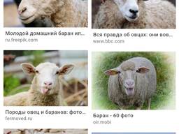 Закуповуємо БАРАНІВ
