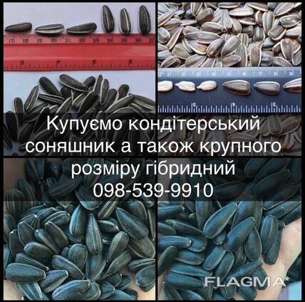 Закуповуємо кондитерський соняшник