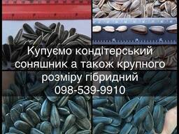 Закуповуємо кондитерський соняшник