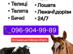 Закуповуємо Корови Коні Бички Телиці Телята