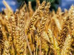 Куплю зерновідходи, некондицію, побічний продукт с. г культур