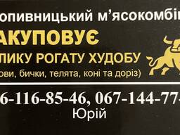 Закуповуємо ВРХ