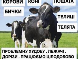 ВРХ на м'ясо та на тримання. корови бички тели