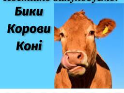 Закуповуємо ВРХ від населення та господарств