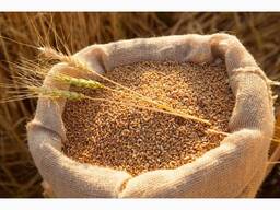Закуповуємо зерновідходи, прострочений посівмат, некондиційне зерно
