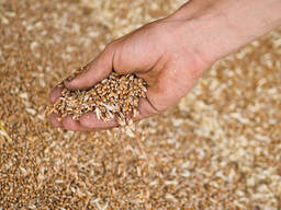 Купуємо зерновідходи ячменю та пшениці (подрібнене зерно) на корм для тварин