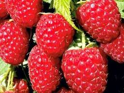 Замороженная малина