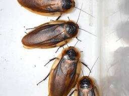Замороженные блаберусы крупные кормовые тараканы для рептилий, птиц, пауков и амфибий. .. .