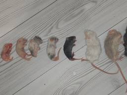 Замороженные мыши, крысы разных размеров