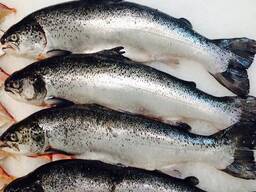 Замовити Якісні оптом морепродукти свіжі Лосось морожена риба.