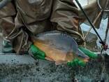Зарибок коропа - фото 1