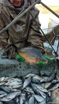 Зарибок коропа