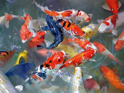 Зарыбление Кои