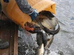 Зариблення водойми у 2025