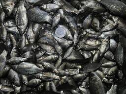 Зарибок карася