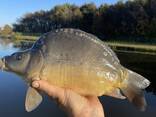 Малек карпа, Толстолоба - фото 1