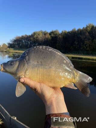 Малек карпа, Толстолоба
