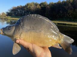 Зарибок коропа