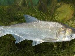 Зарыбок толстолоба