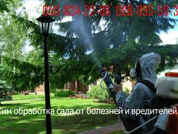 Защита и лечение растений от вредителей и заболеваний