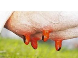 Засіб для гігієни вимені після доїння Filmadine Hypred