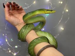 Зеленая змея, зелений полоз, смарагдовий полоз, ручна зелена змія