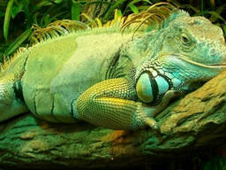 Зеленая игуана ( iguana )