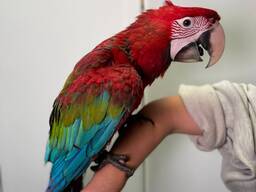 Домашній ручний ара, зеленокрилий ара, великий розмовляючий папуга