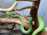 Зеленый питон древесный, домашний питон, яркая змея - фото 1