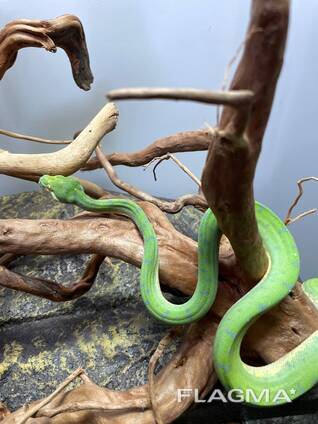 Зеленый питон древесный, домашний питон, яркая змея