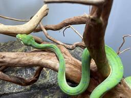 Зеленый питон древесный, домашний питон, яркая змея